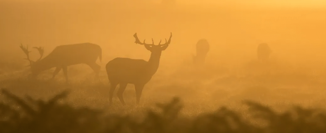 Crypto Trading Bot in Python: Automating your trading strategy