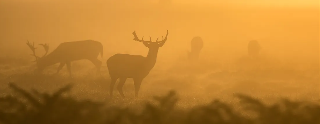 Crypto Trading Bot in Python: Automating your trading strategy